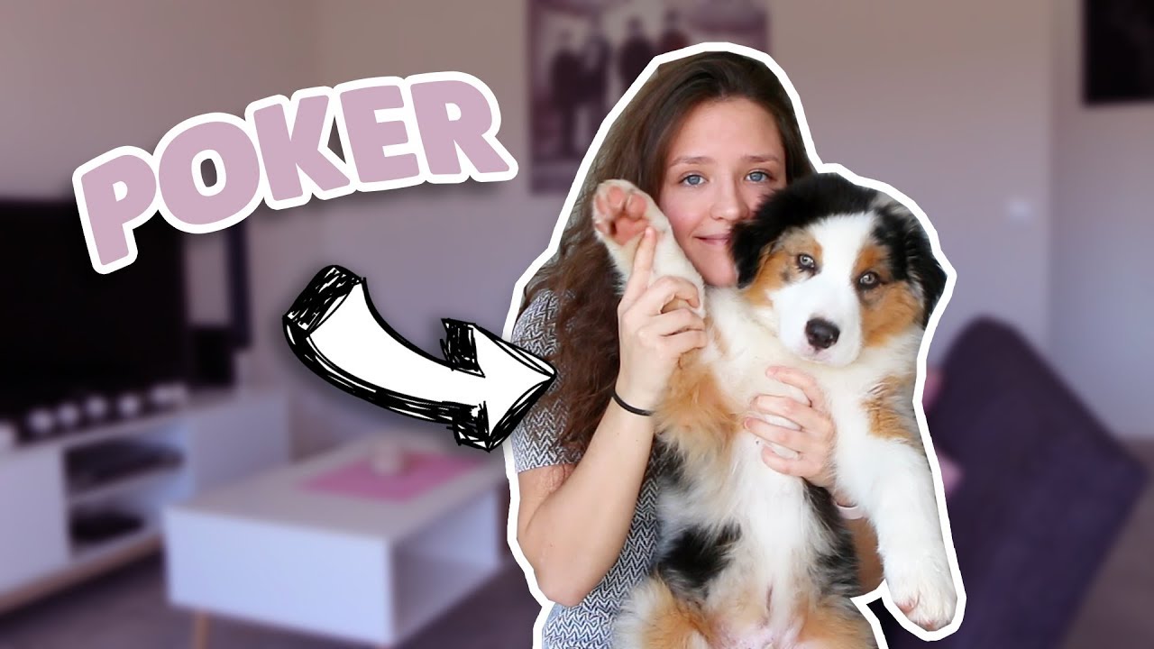 J'ADOPTE UN CHIOT BERGER AUSTRALIEN !