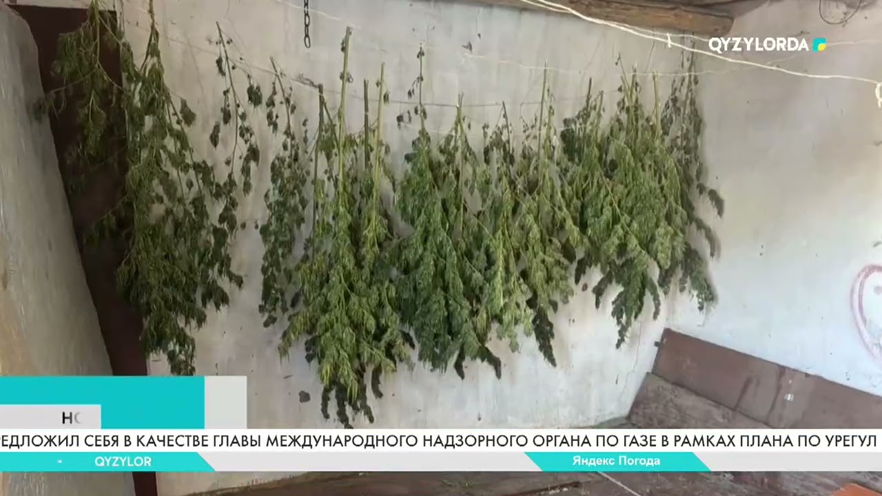 Выявлена крупная наркоплантация