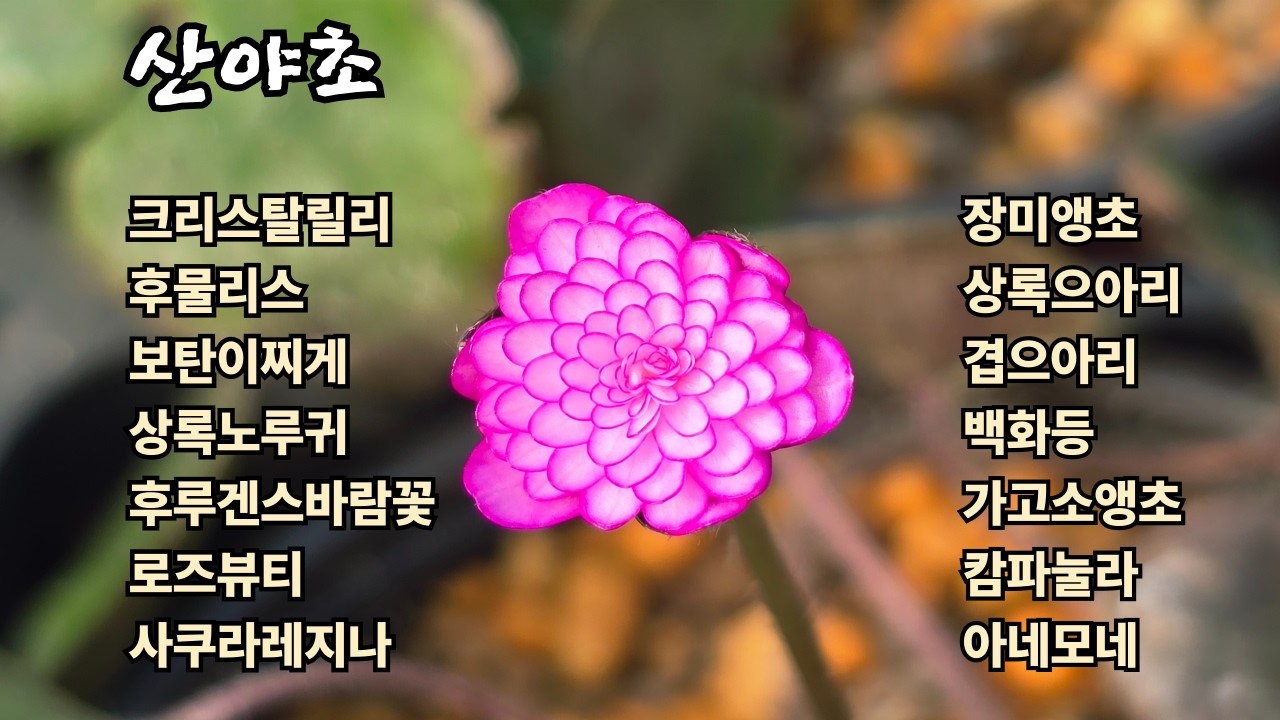 26.2.18,보탄이찌게,후루겐스바람꽃,상록노루귀,바비아나,크리스탈릴리,비비추바람꽃,산야초야생