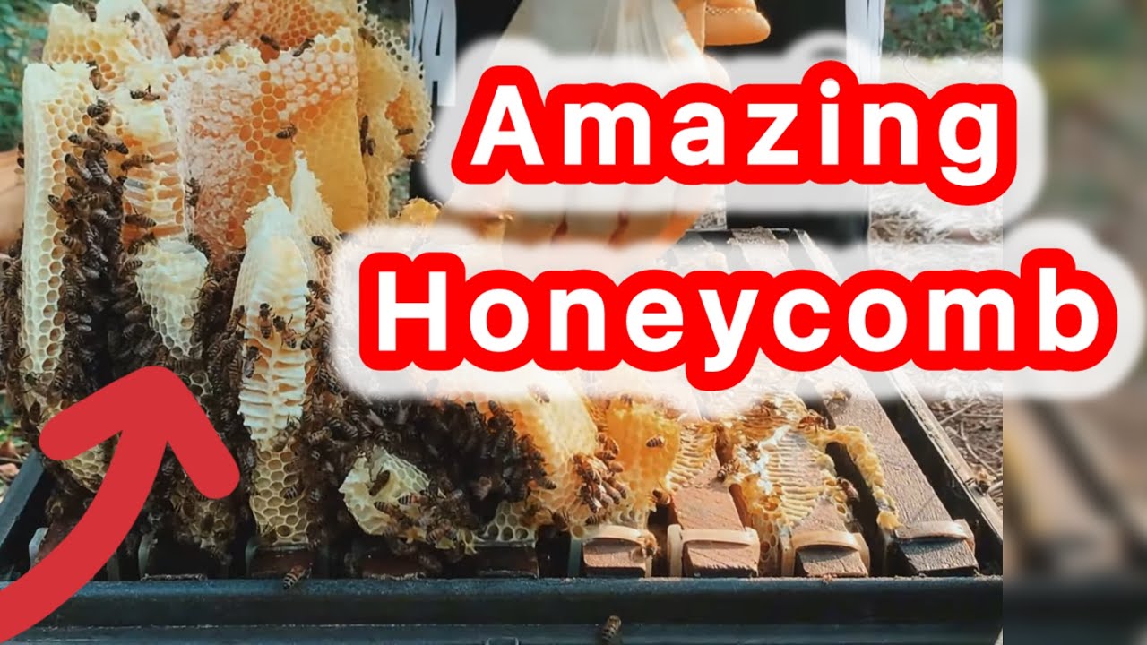 “Collecting Fresh Honey – Beekeeping Made Simple & Natural”