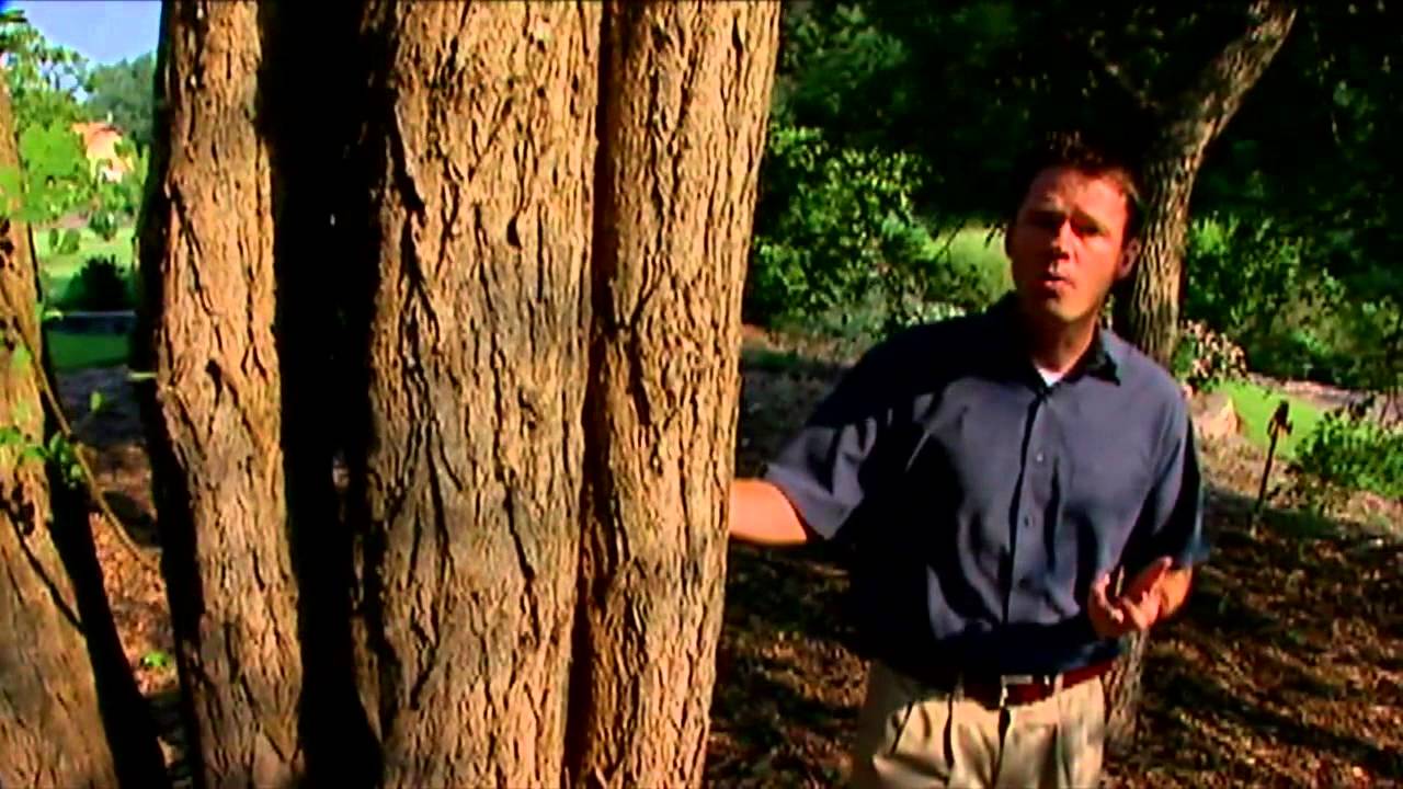 Locust Trees