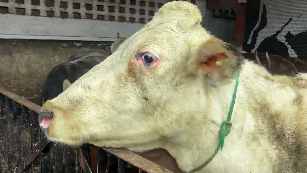 Day 48 | 90 Days Gau Shala Visit Challenge | 02 Jan 2026 🐄🙏 Service Beyond Words