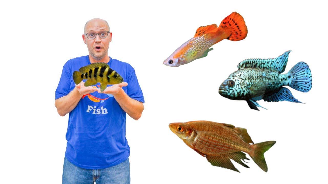 21 Species of Aquarium FISH - Warehouse TOUR!