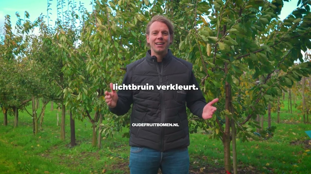 Saint Remy Stoofperenboom Kopen: Dé Robuuste Winterpeer!