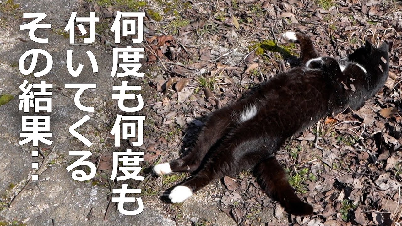 何度も何度も付いてくる野良猫がいたその結果…