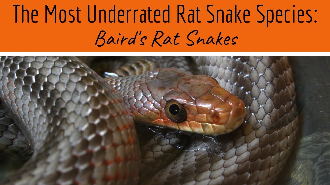 The Underrated Baird's Rat Snake