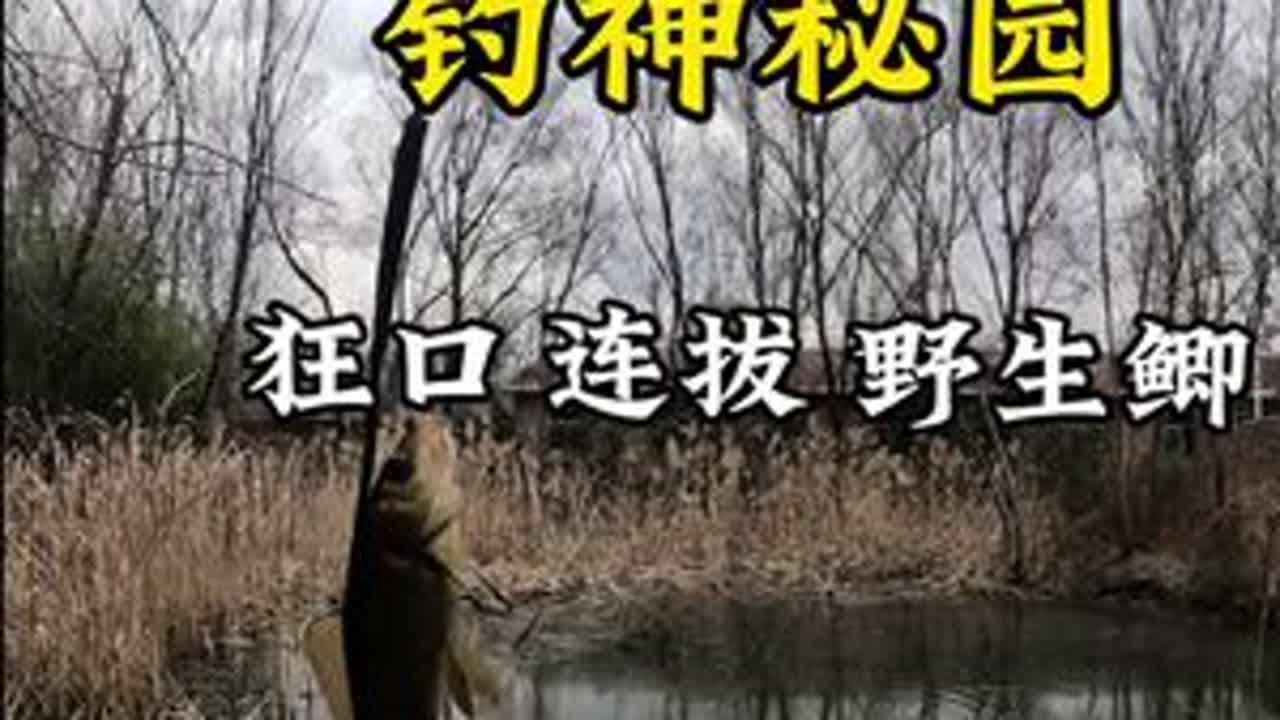 神秘连拔鲫鱼窝点 不收杆不收费停车走小路就到钓位 水深一米五 遇到一个很嚣张的村级钓王说要把我打闭口