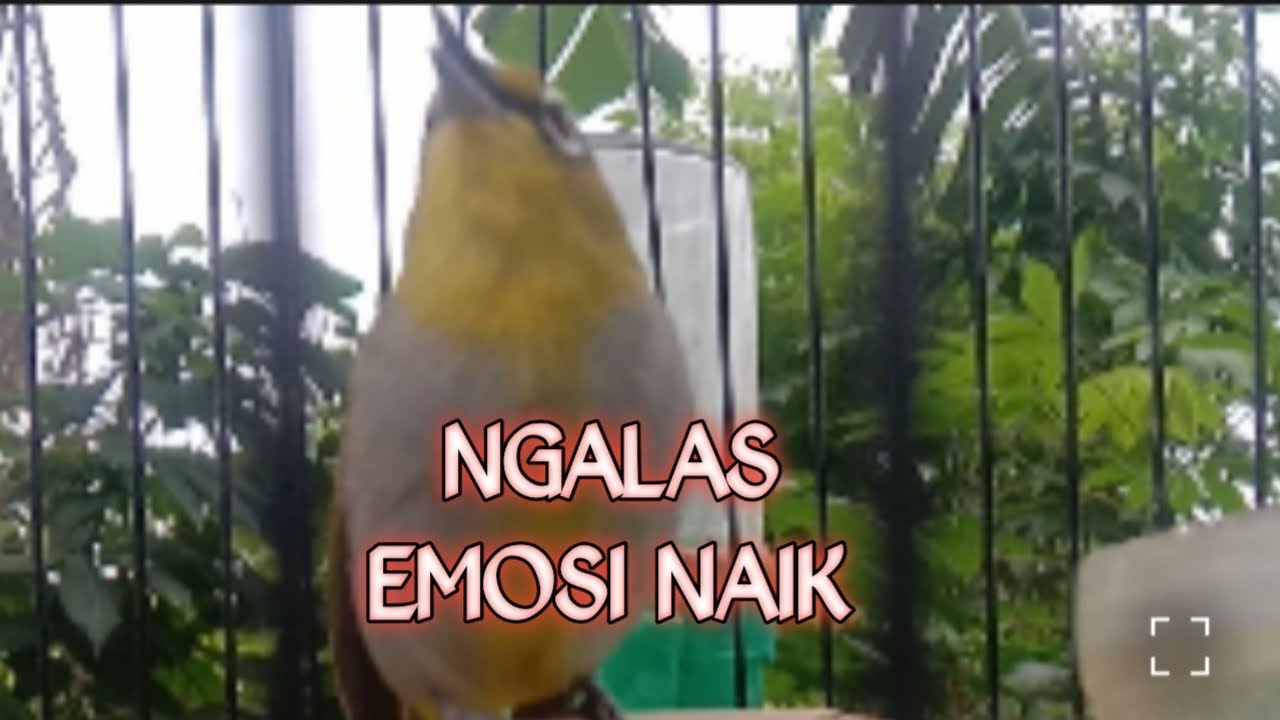 LIVE PLECI NGALAS 🔥 Mampu Naikkan Emosi Segala Jenis Pleci | Dijamin Langsung Bunyi & Ngeroll!