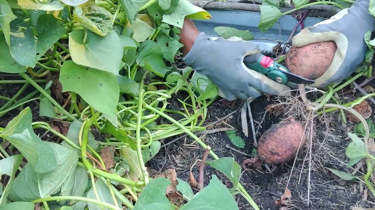 Vardaman and Beauregard Sweet Potato Harvest No. 3 of 2022