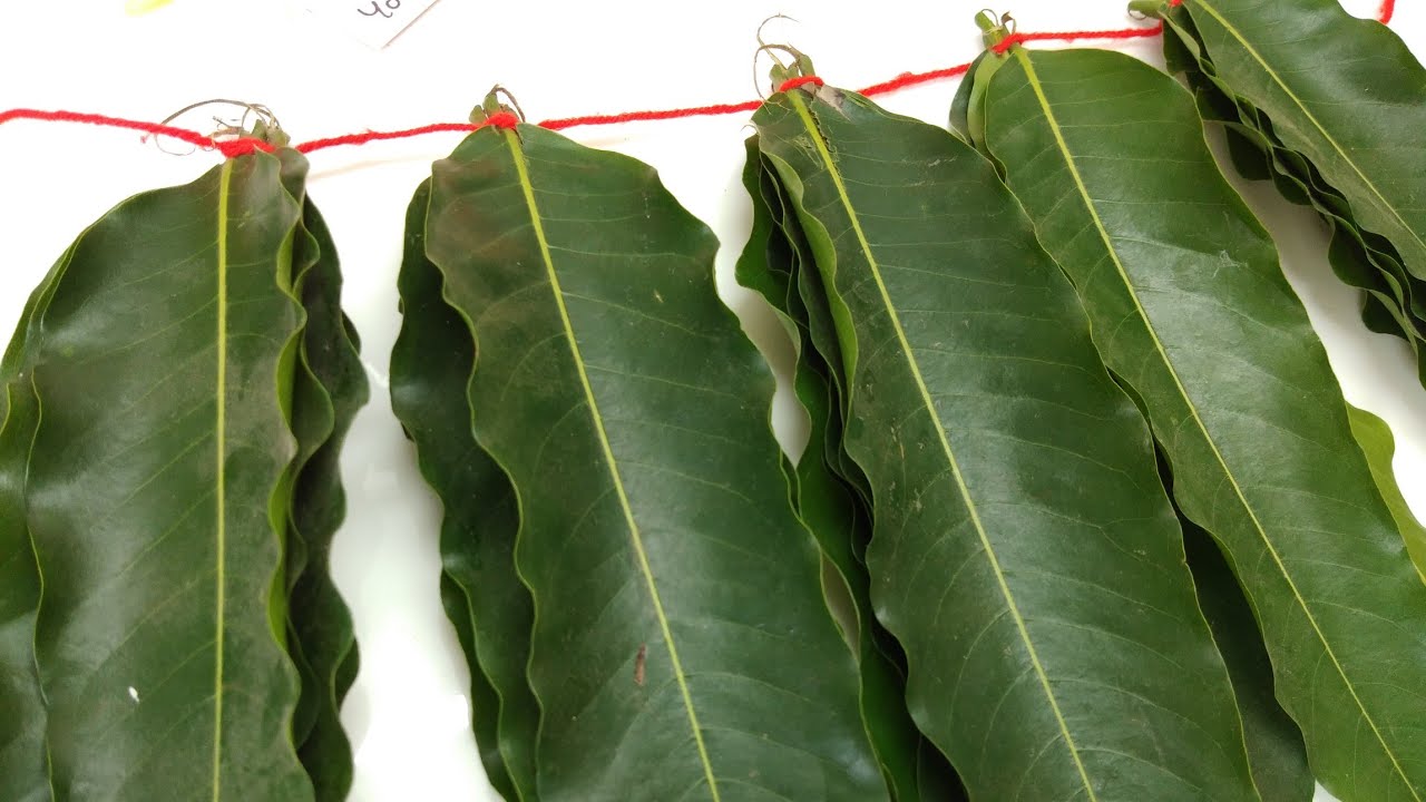 बिना सुई से बनाये आसोपालव का तोरण / Asopalav toran Garland for navratri Diwali ganeshchaturthi