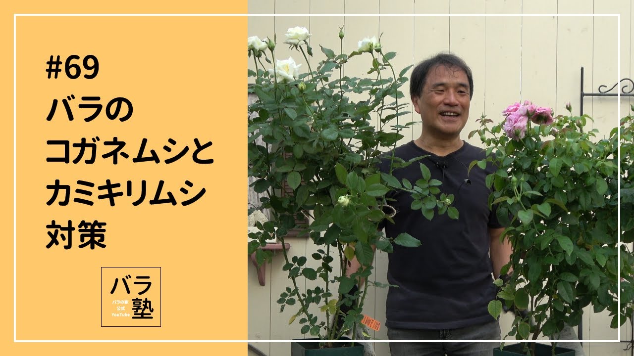 #69 バラのコガネムシとカミキリムシ対策