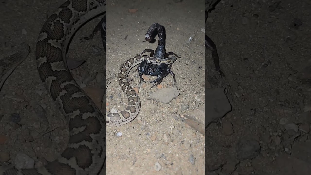 Devi vs Devi 😈 ||  scorpion 🦂 vs snake 🐍 || #snake #scorpion #fight #shorts #devi