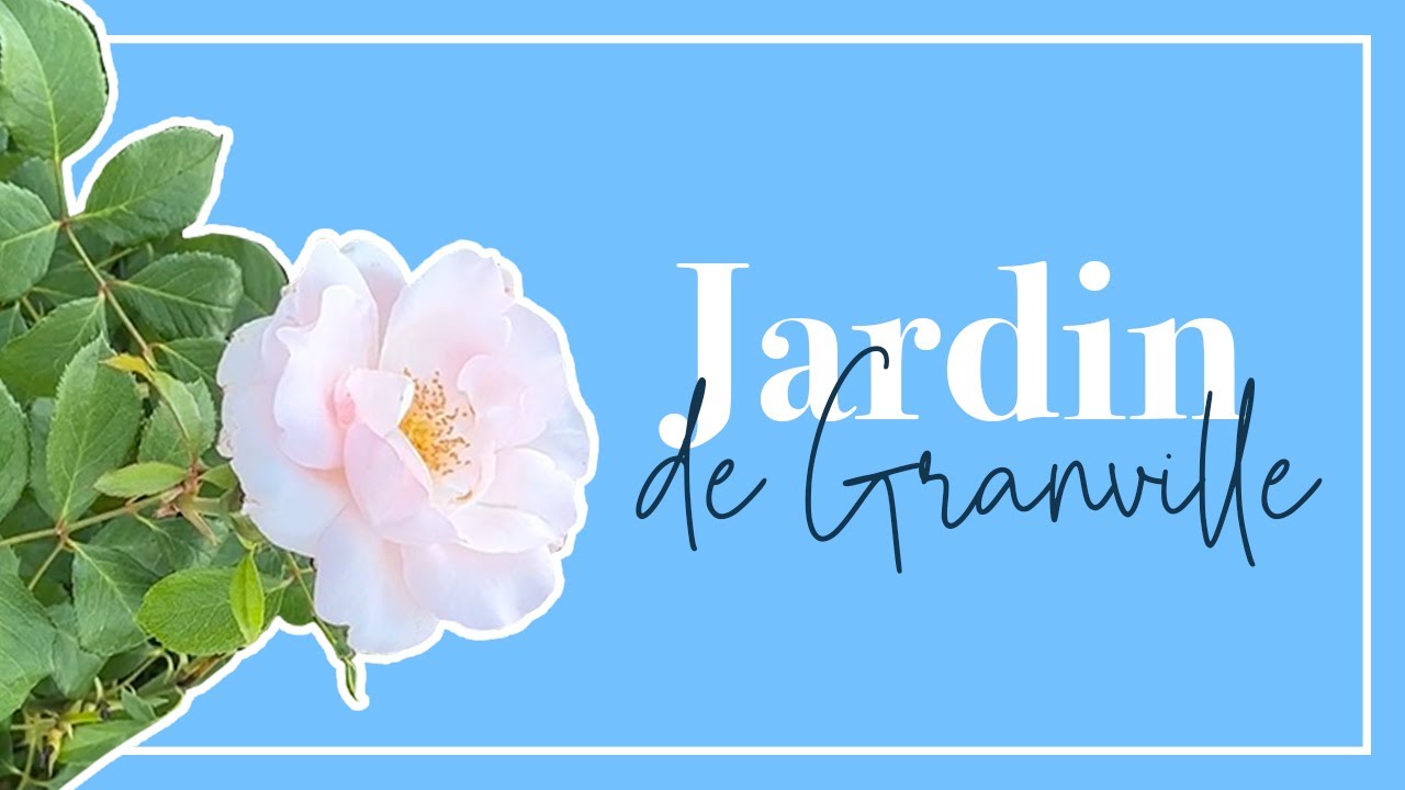 Un de mes chouchous: le rosier 