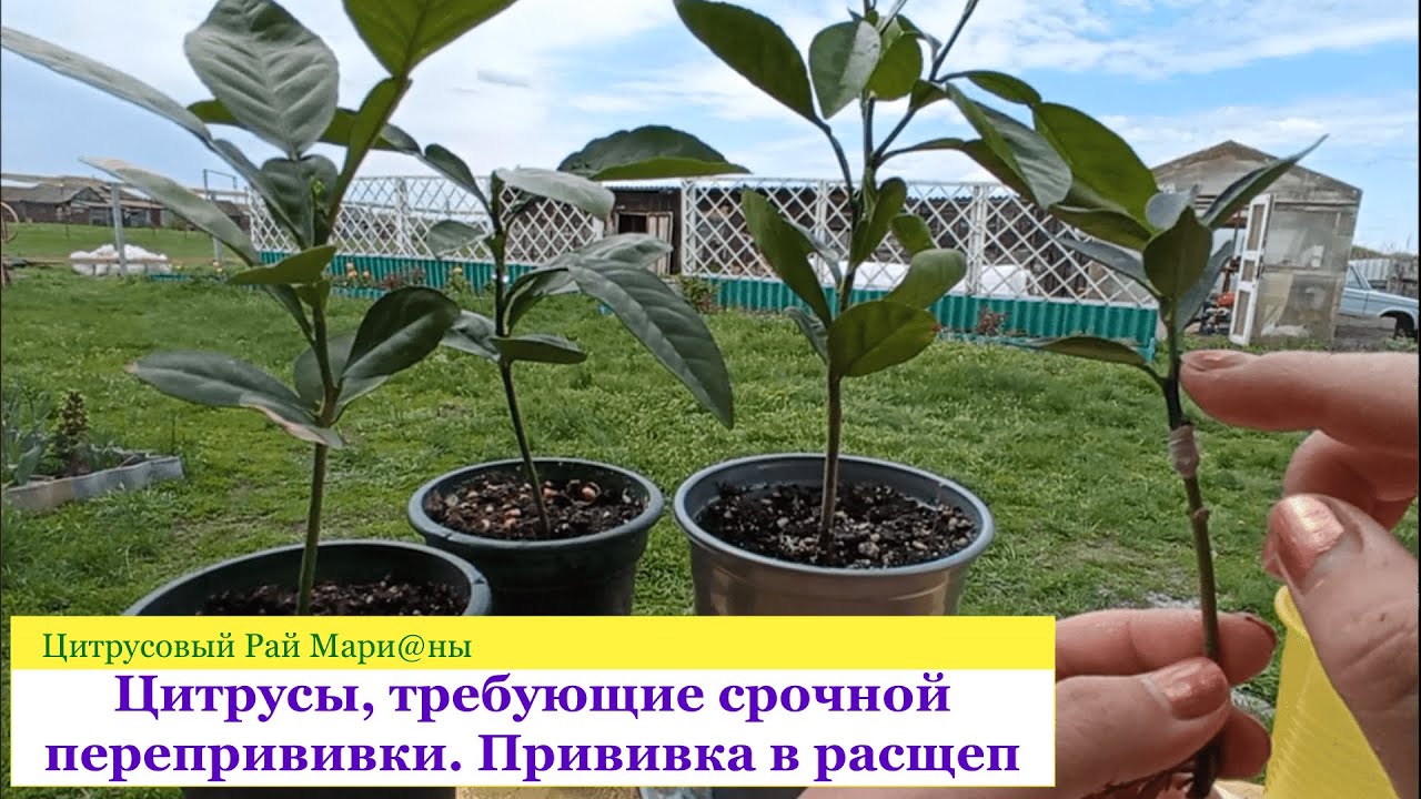 Цитрусы, требующие срочной перепрививки. Прививка в расщеп на помело/ Цитрусовый Рай МариАны