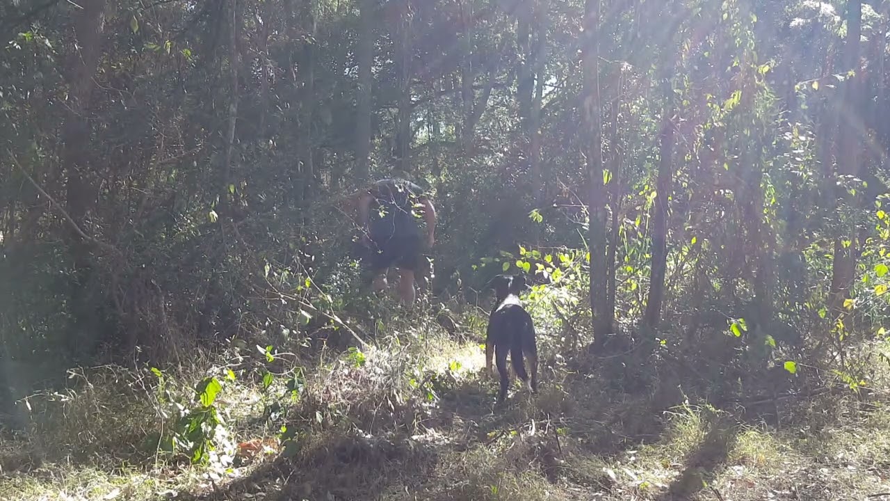 machete & kukri clearing lantana.