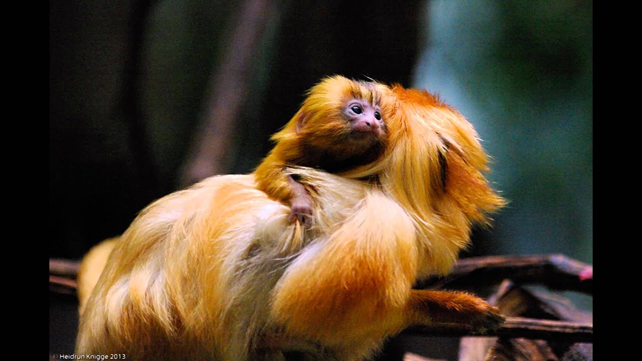 Neues aus dem Zoo Heidelberg 2/2013