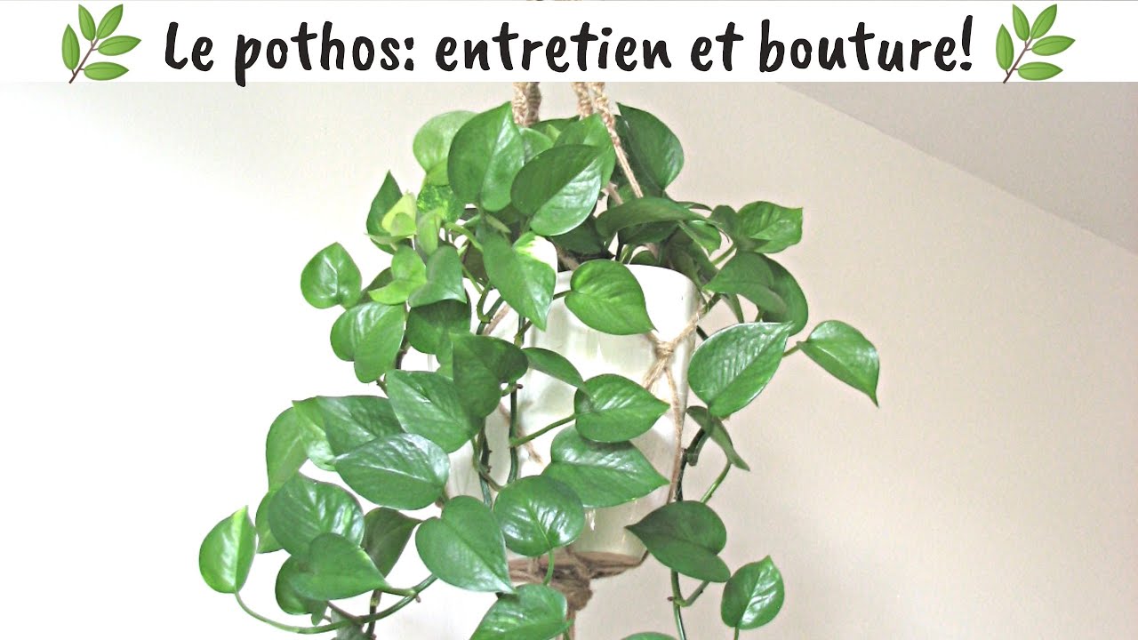 🌿Le pothos!!! | entretien et bouture