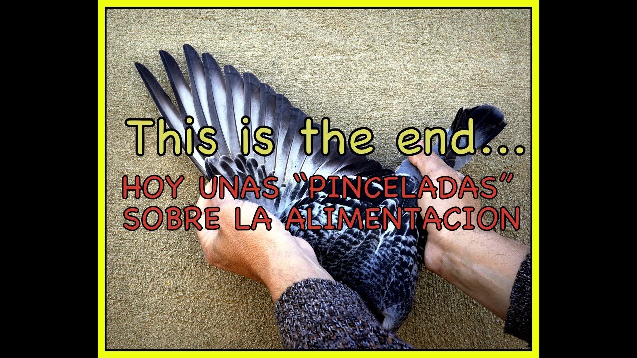 Palomas y pájaros.✅ Hoy te dejo varias 