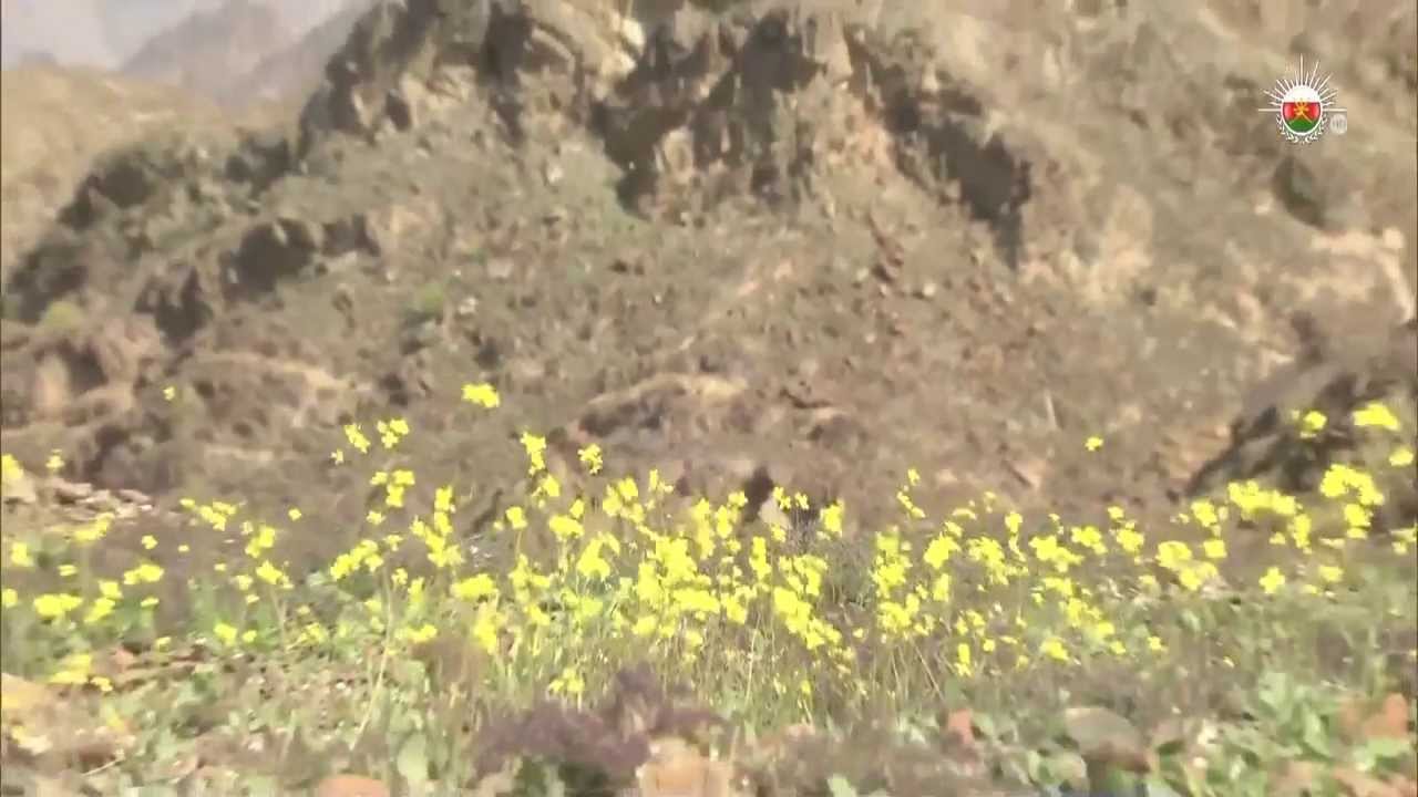 وادي الجحفي بولاية محضة