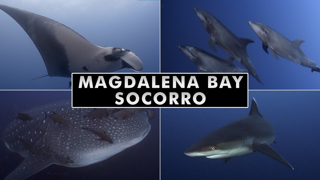 Magdalena Bay to Socorro - Diving Baja California, Mexico [4k]