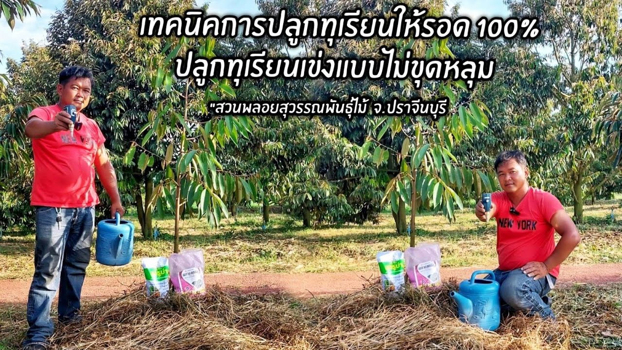 เทคนิคการปลูกทุเรียนให้รอด 100% ปลูกทุเรียนเข่งแบบไม่ขุดหลุม 