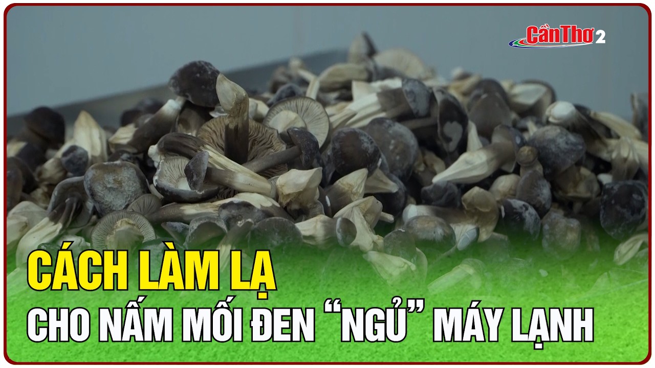 Cách làm lạ cho nấm mối đen “ngủ” máy lạnh | NNST