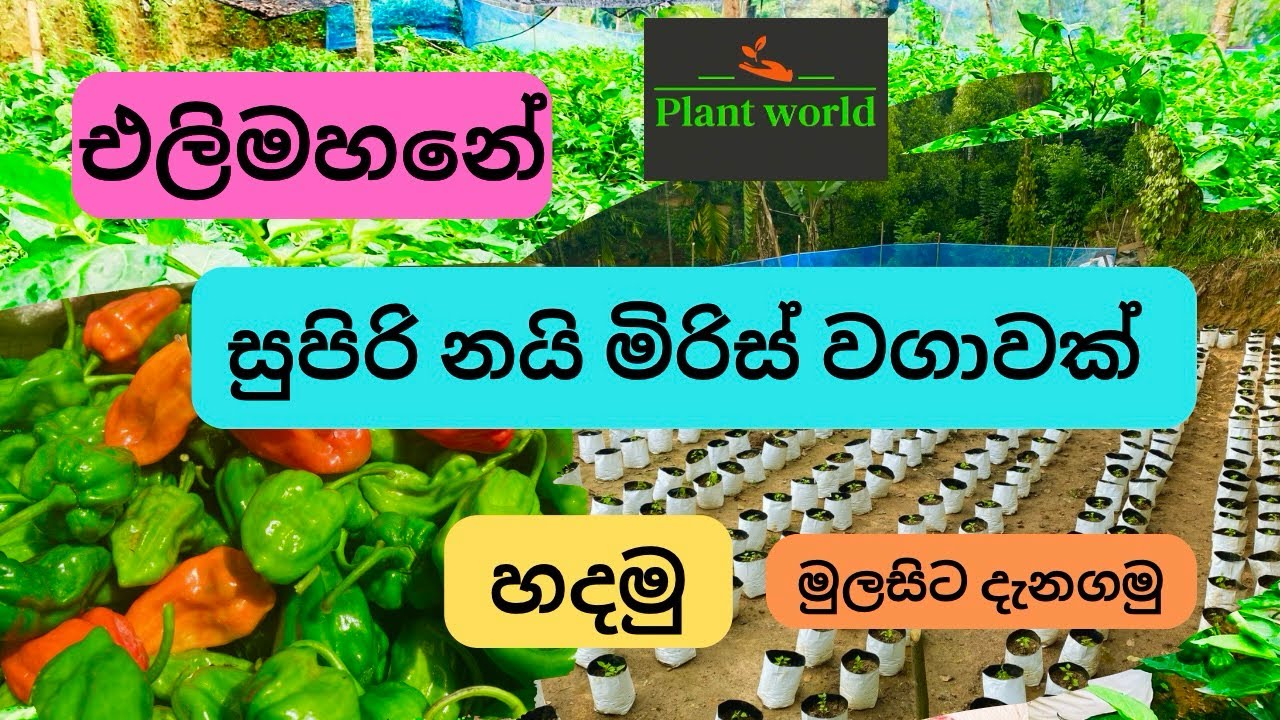 එලිමහන් නයි මිරිස් වගාව . Elimahan naimiris wagawa.