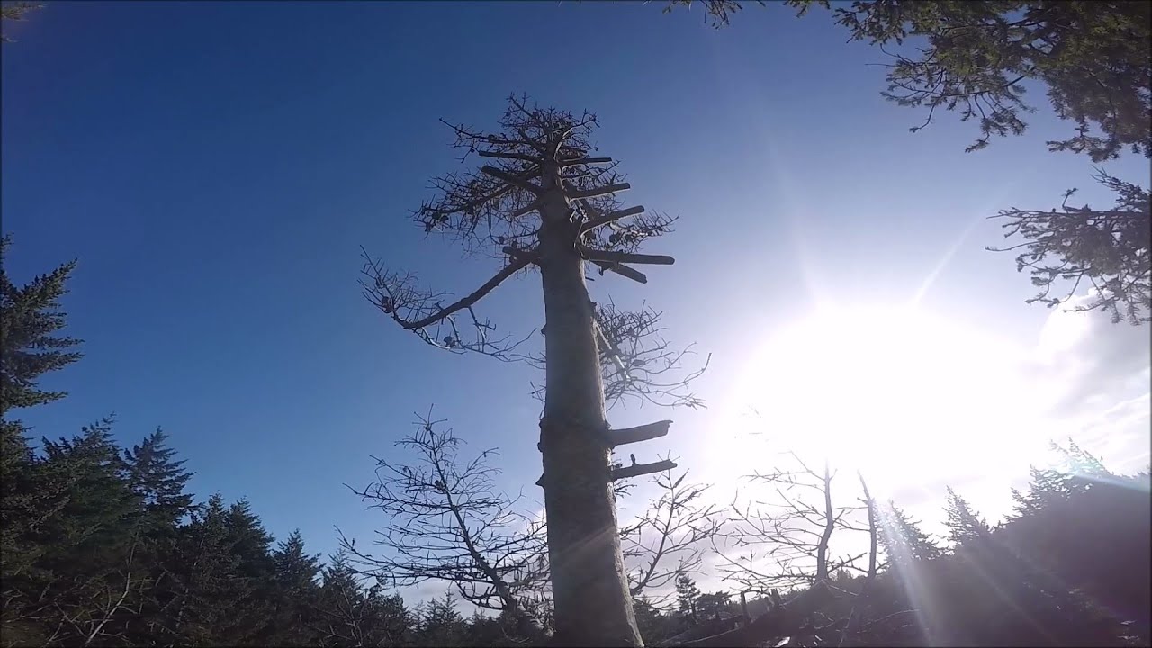 Another Dead Tree Take Down