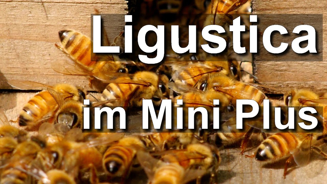 August: Quietschgelbe Ligustica-Bienen in Mini Plus erweitern?