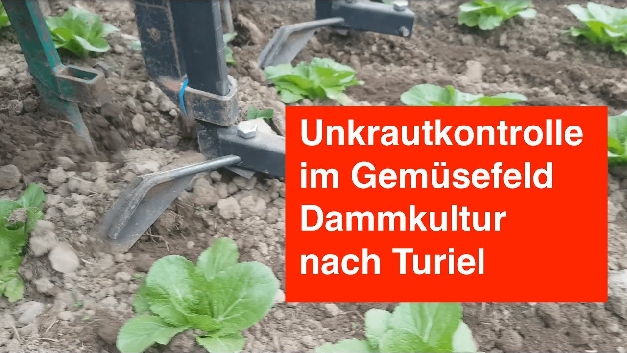 Mechanische Unkrautbekämpfung im Gemüsebau in der Dammkultur nach Turiel