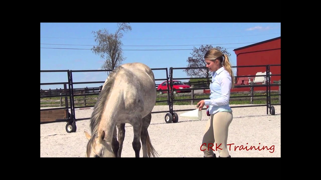 Clicker Training for Horses