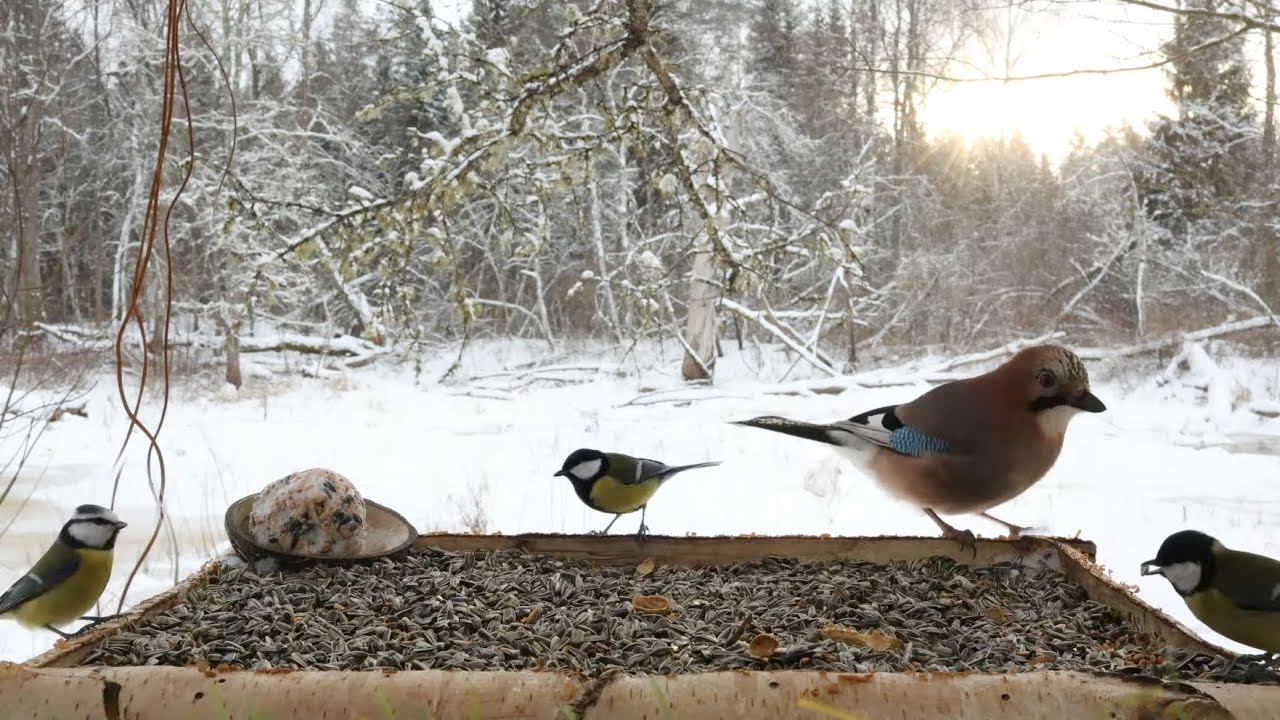 🔴 Forest Bird Feeder | Relaxing Nature Sounds from the Forest [ 2026/1/3 ]