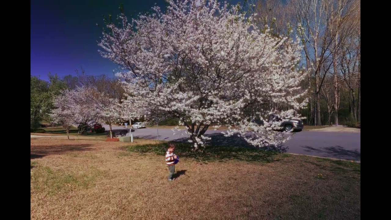 Down by the tree- A Lumix S9 Video Test #opengate #lumix #lumixs9