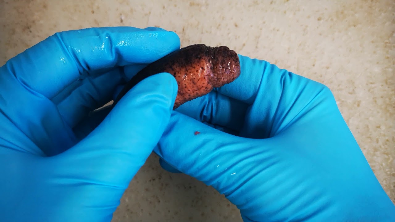 Anatomy Insights - Echinodermata: Starfish and Sea Urchin Dissections