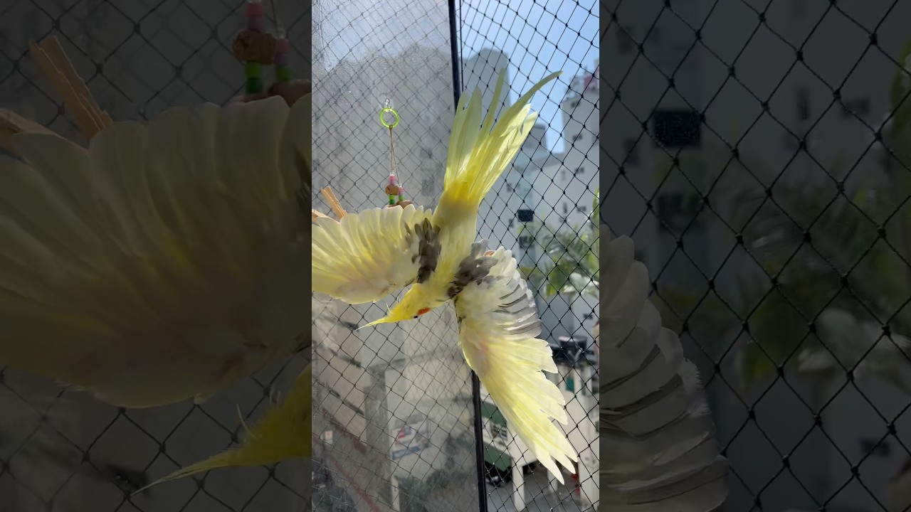 🐥Psitas sendo psitas! #cockatiel #birds #parrot #passarinho #calopsita
