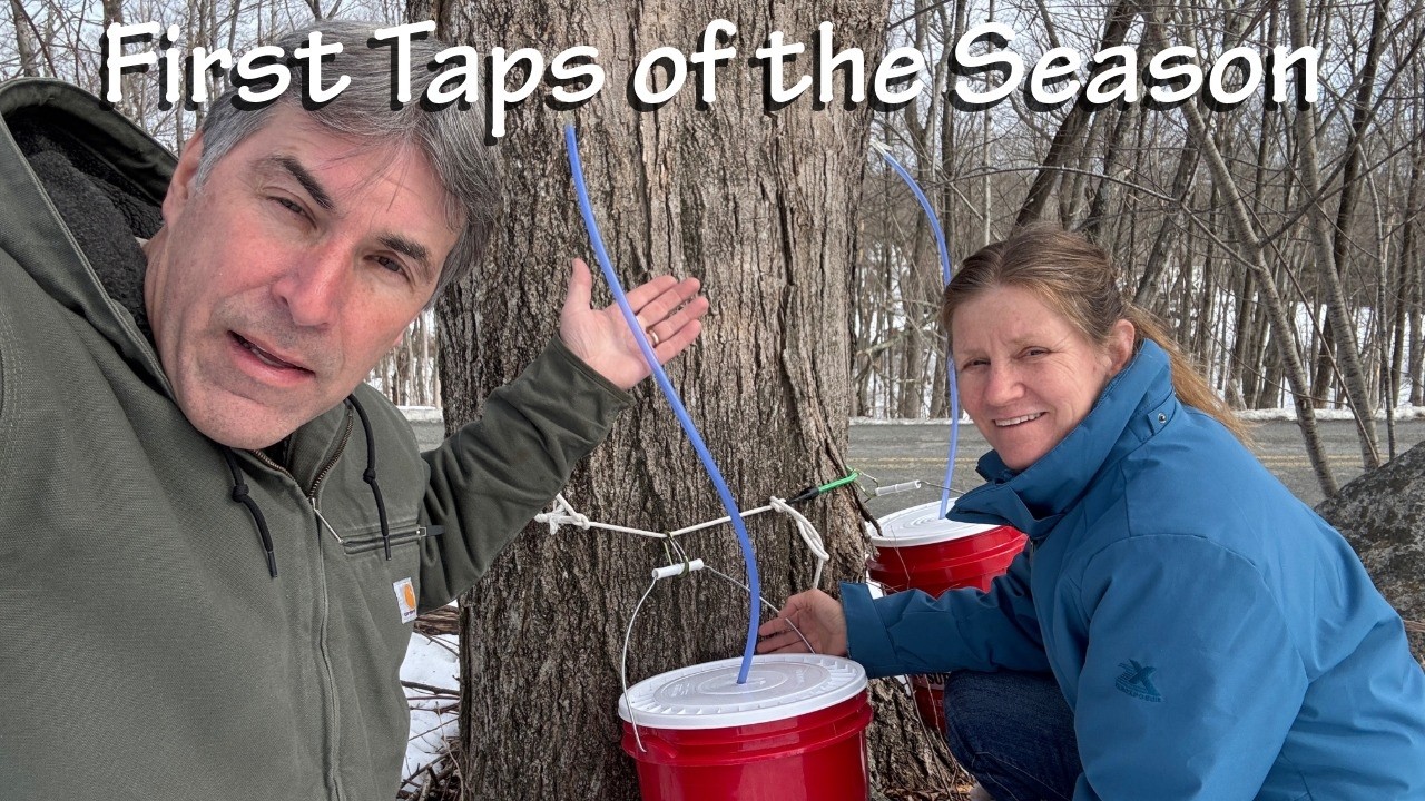 Simple DIY Maple Sap Harvesting