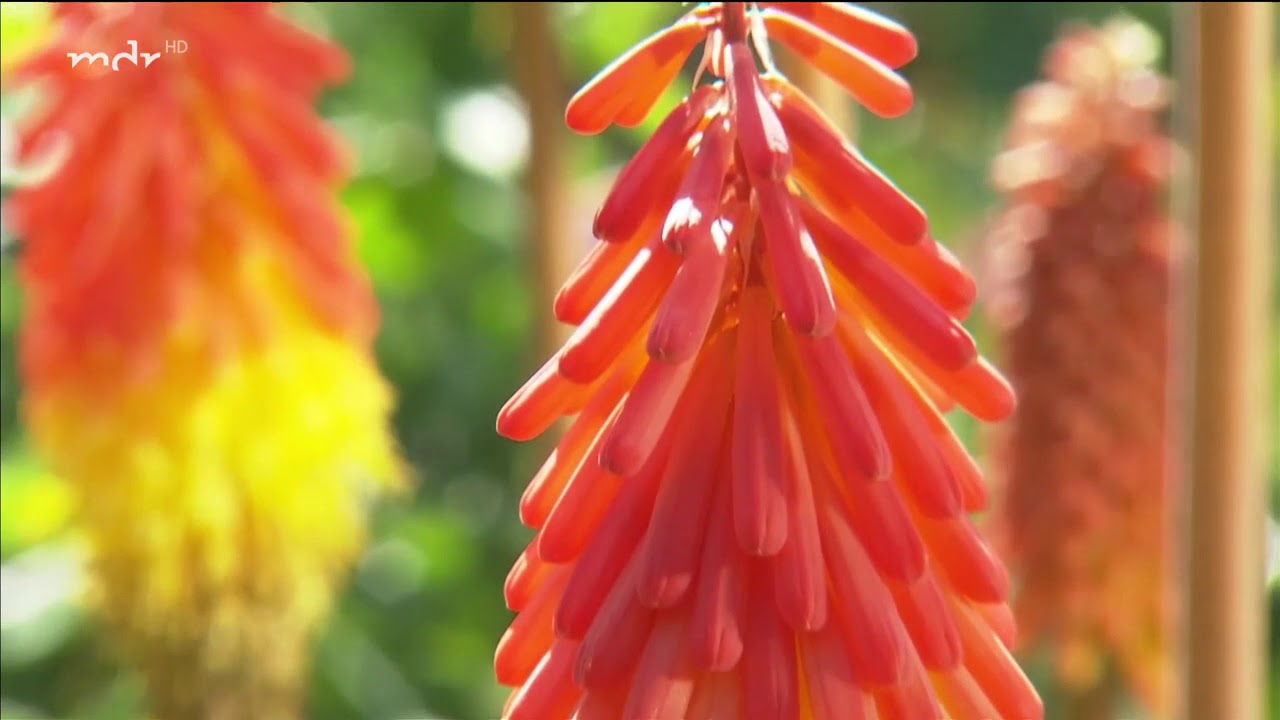 Gartenreise durch Südfrankreich