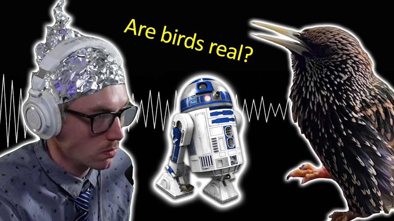 Slow Motion Birds