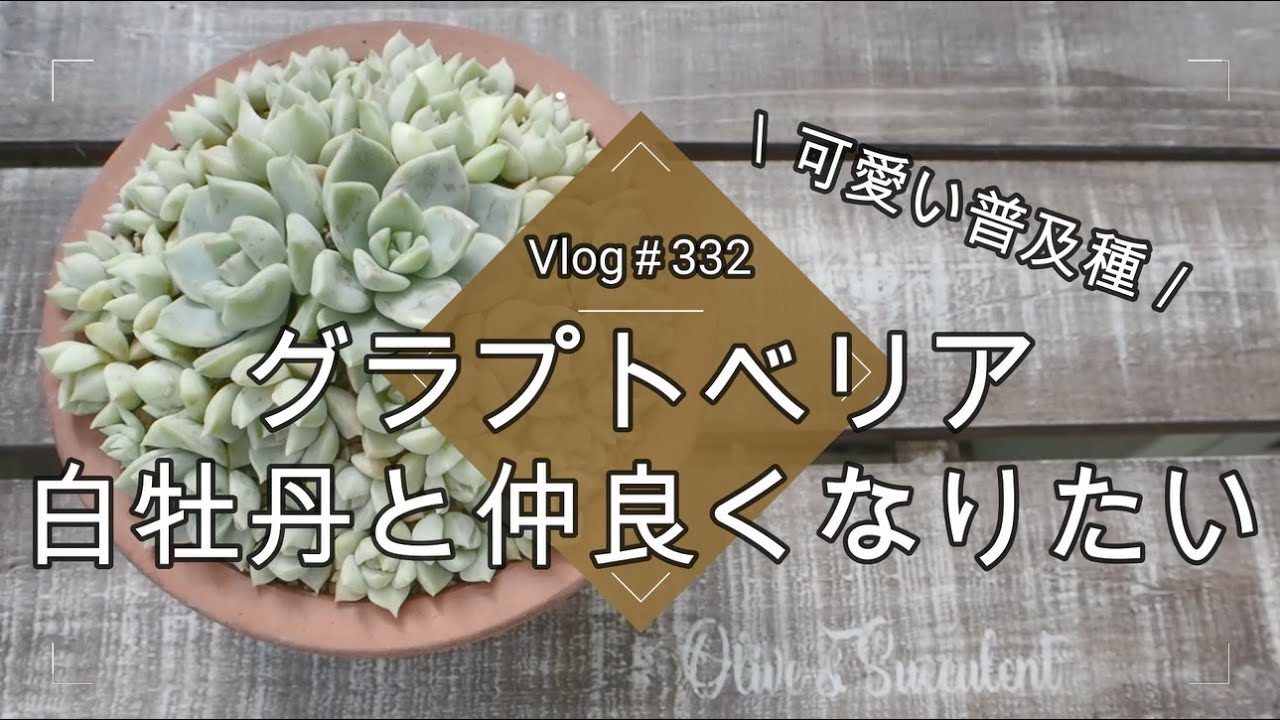 【Vlog332】【多肉植物】可愛い普及種グラプトベリア白牡丹と仲良くなりたい【寄せ植え】【白牡丹丼】