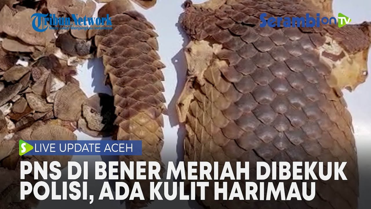 Update PNS Bener Meriah Dibekuk Polisi, Terlibat Perdagangan Satwa Dilindungi