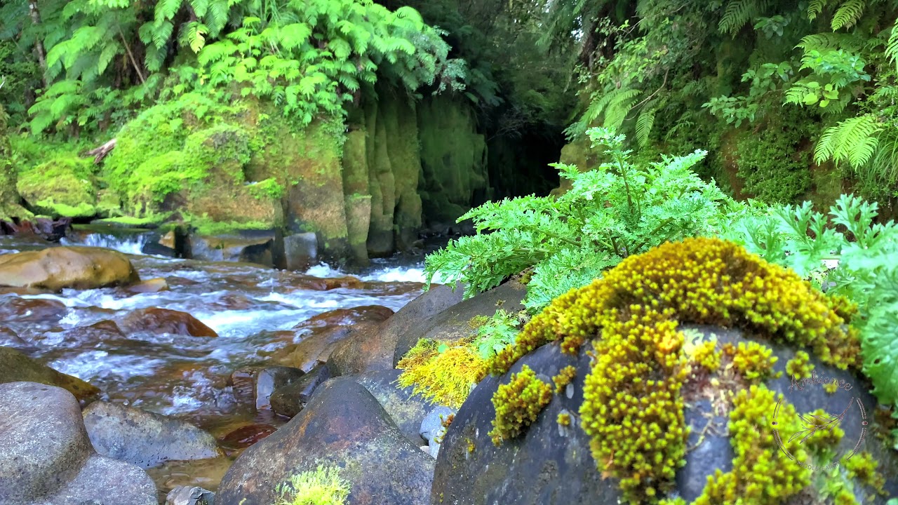 Relaxing River Sounds | Rocky Stream in Whirinaki Forest| Stress Relief | 4K