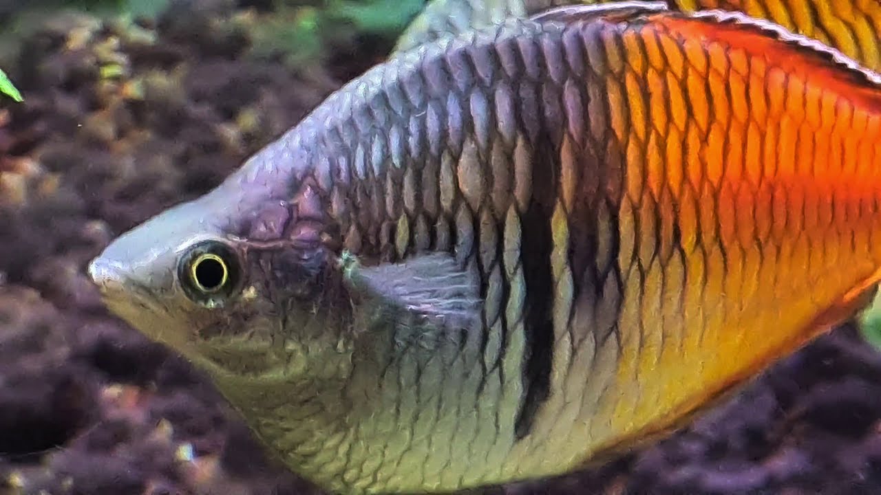 boesemani rainbowfish 4 foot planted tank