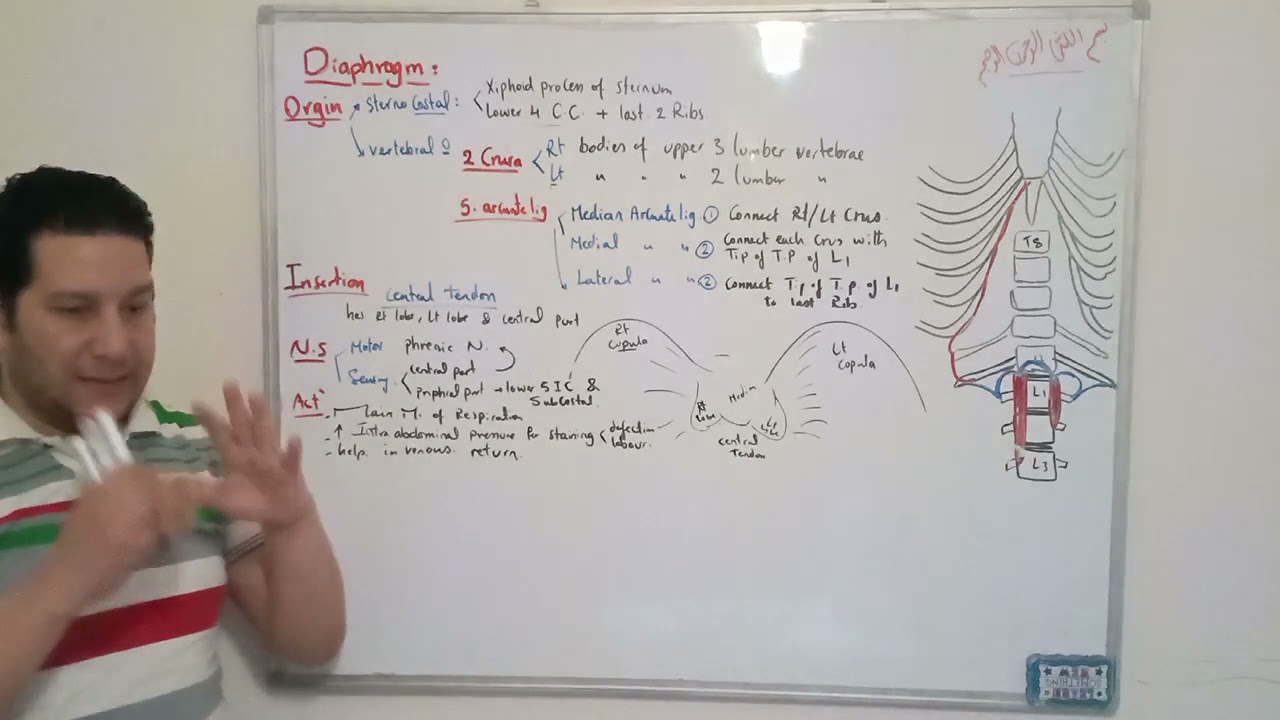 (Cardiopulmonary 23): Anatomy of Diaphragm ... By Dr. Khaled Awad