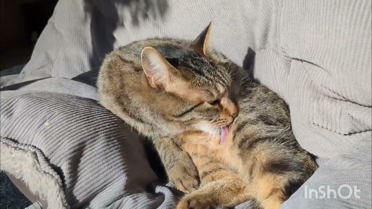 日向ぼっこ　＃猫＃キジトラ