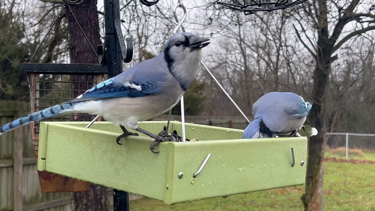 Michigan Backyard Birds with Original Birds Sound.Nature Relaxation video.