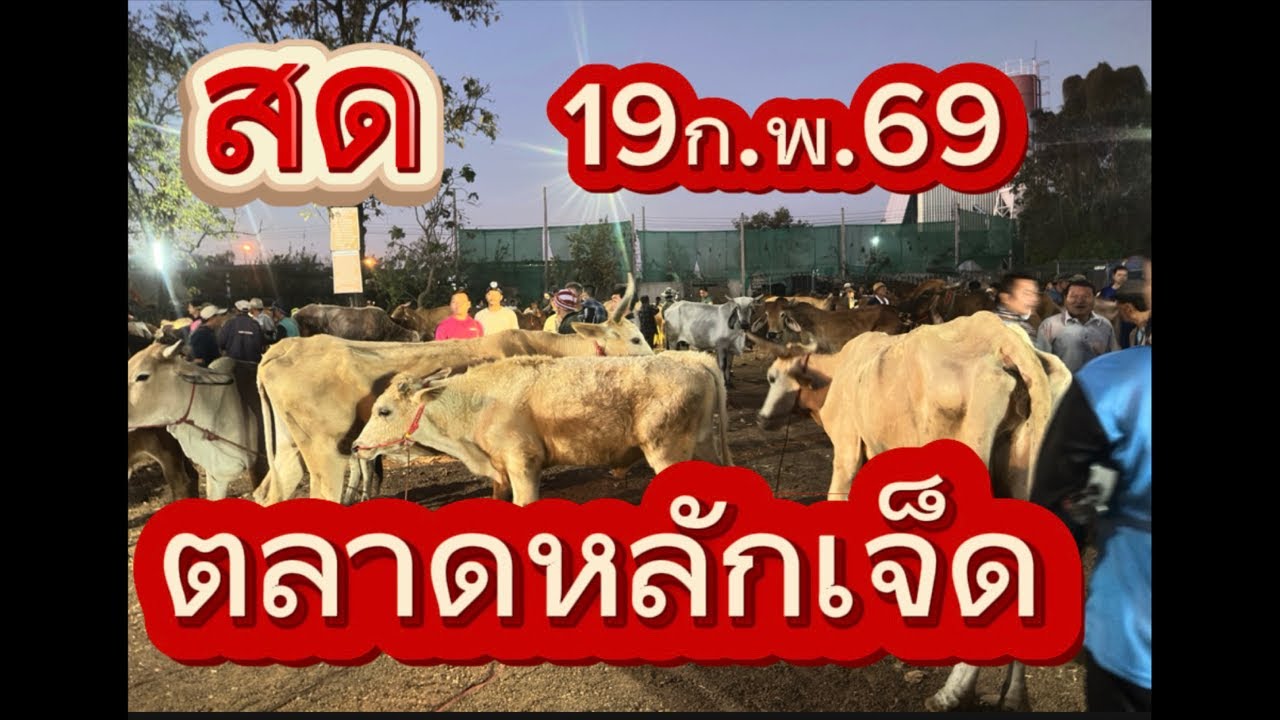 ชมบรรยากาศตลาดนัดโคกระบือหลักเจ็ด อ.พรรณานิคม จ.สกลนคร #ราคาวัววันนี้