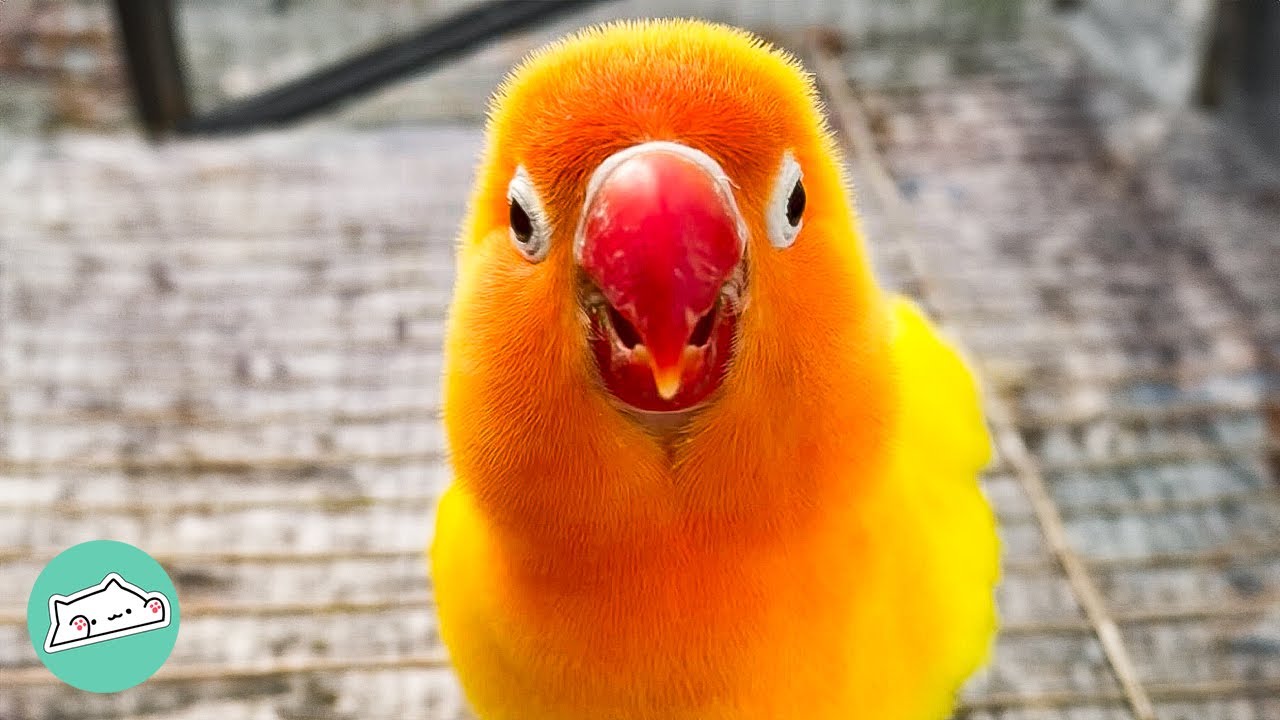 Jealous lovebird starts fights for owner’s attention
