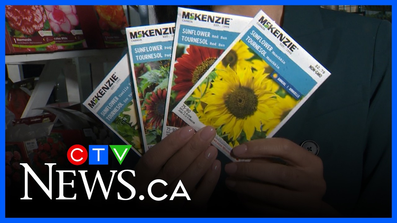 How to grow seeds indoors