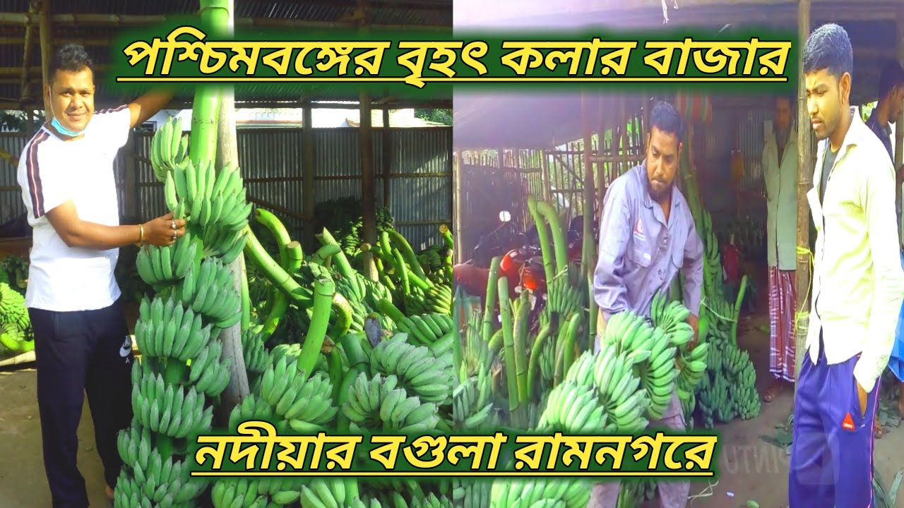 Biggest Banana🍌Market in West Bengal || পশ্চিমবঙ্গের সবথেকে বড় পাইকারী কলার হাট || নদীয়ার কলা ||
