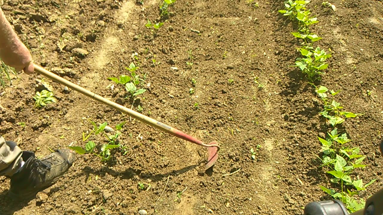 May 26, 2019,,,  ,,Garden Weed Control This How I Do It,,,